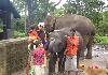 Elephants at Dubare Elephant Camp